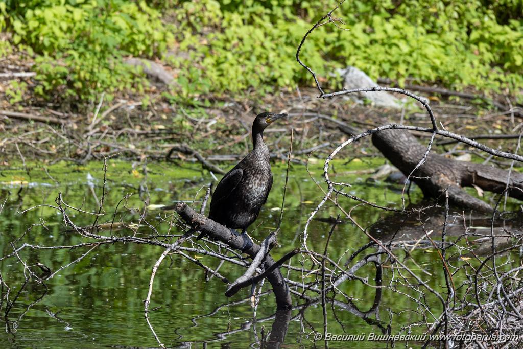 zoo_Phalacrocorax_carbo_2023_0709_1020-3.jpg - Баклан большой. Cormorant (Phalacrocorax carbo). Moscow Zoo. Russia