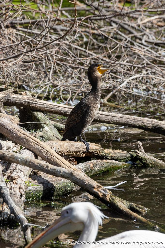 zoo_Phalacrocorax_carbo_2023_0709_1020-4.jpg - Баклан большой. Cormorant (Phalacrocorax carbo). Moscow Zoo. Russia