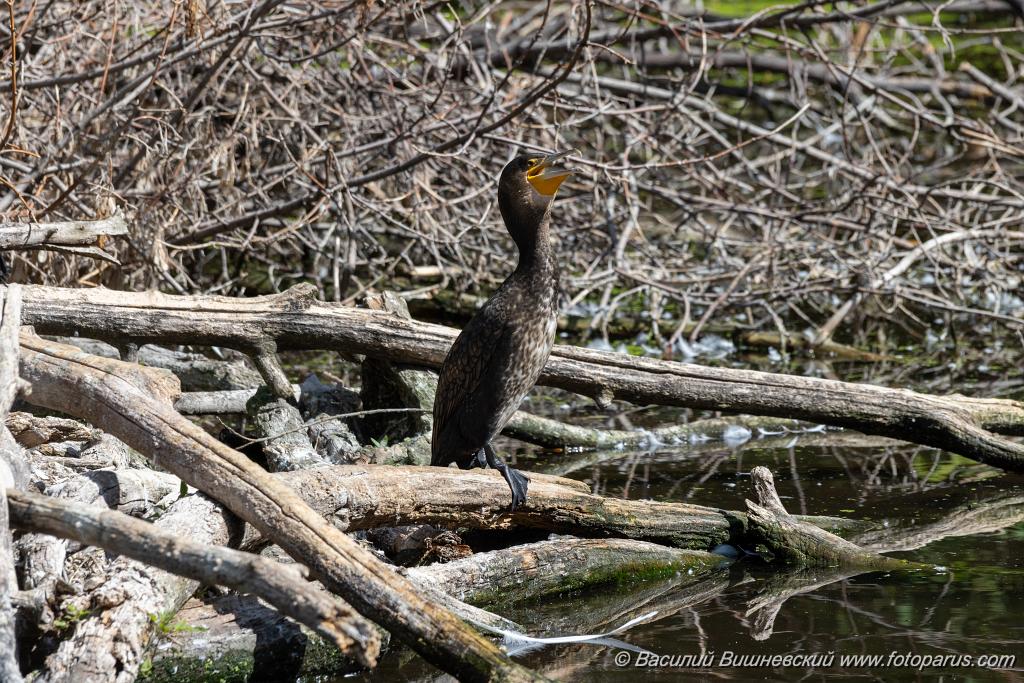 zoo_Phalacrocorax_carbo_2023_0709_1020.jpg - Баклан большой. Cormorant (Phalacrocorax carbo). Moscow Zoo. Russia