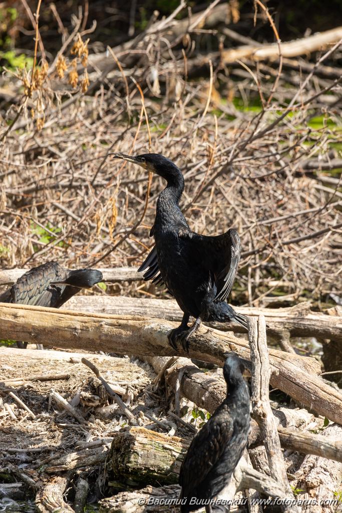 zoo_Phalacrocorax_carbo_2023_0709_1021.jpg - Баклан большой. Cormorant (Phalacrocorax carbo). Moscow Zoo. Russia