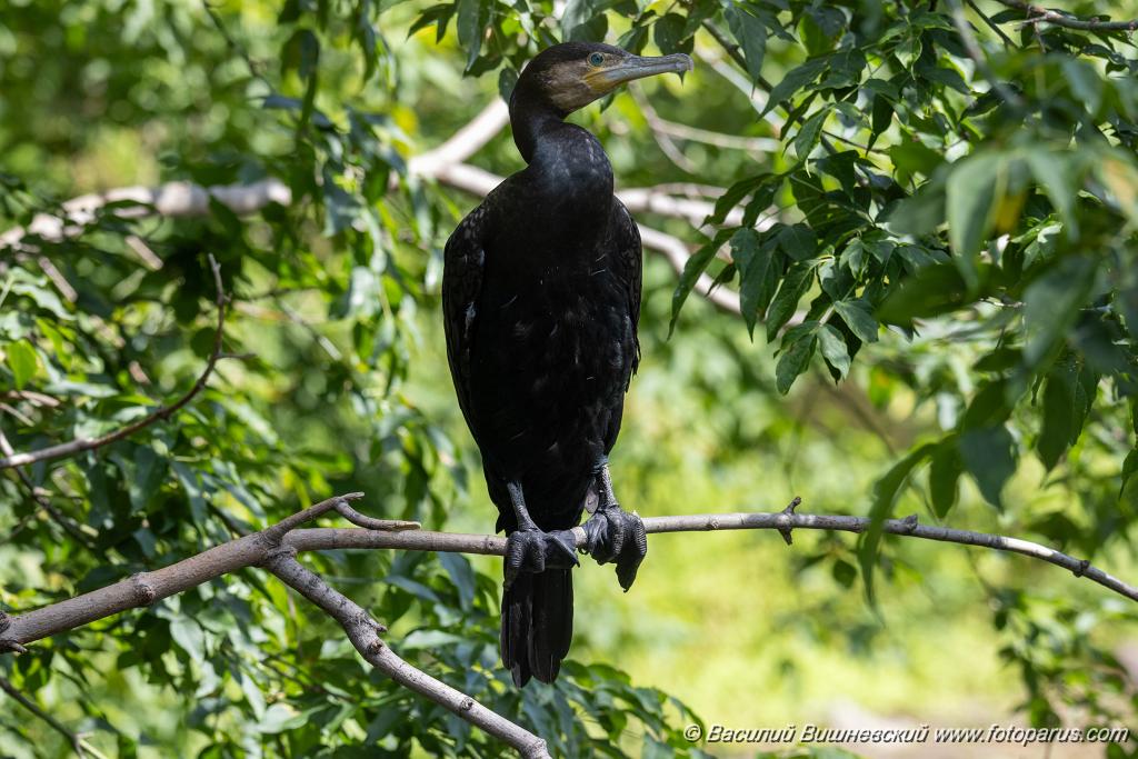 zoo_Phalacrocorax_carbo_2023_0709_1024.jpg - Баклан большой. Cormorant (Phalacrocorax carbo). Moscow Zoo. Russia