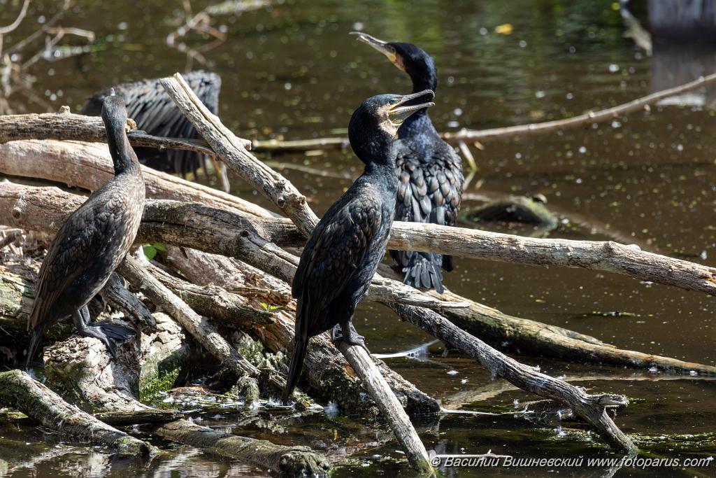 zoo_Phalacrocorax_carbo_2023_0709_1025.jpg - Баклан большой. Cormorant (Phalacrocorax carbo). Moscow Zoo. Russia
