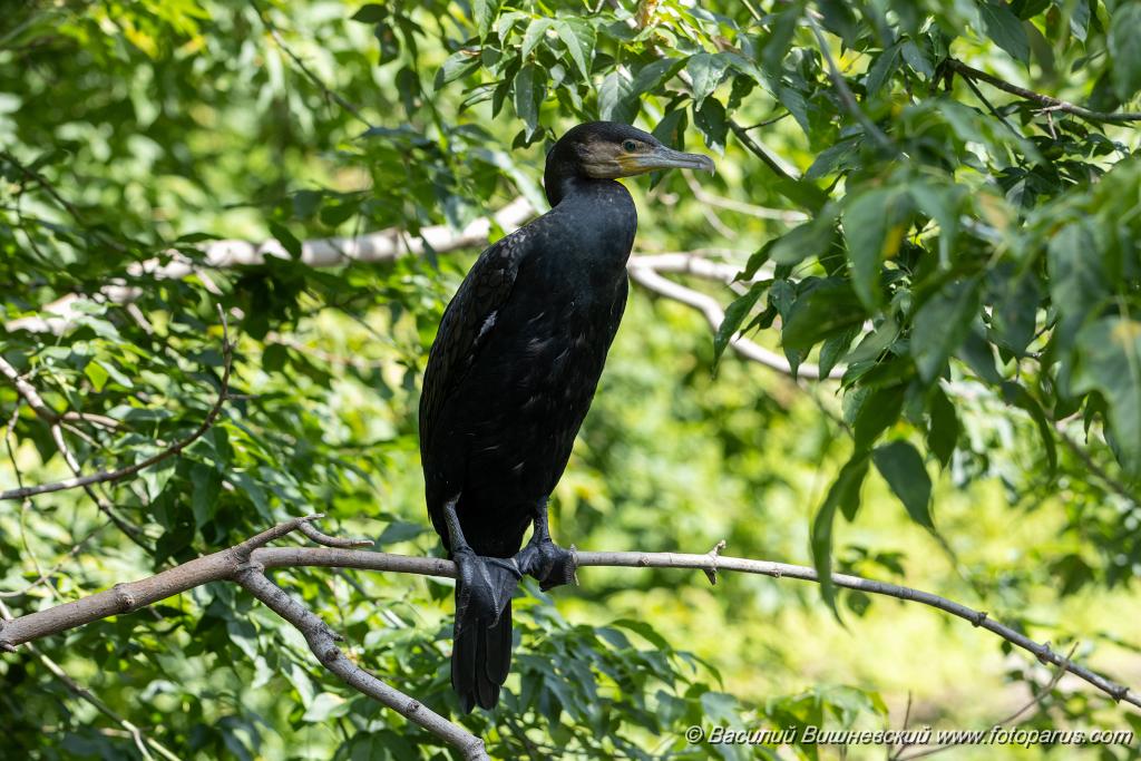 zoo_Phalacrocorax_carbo_2023_0709_1026-2.jpg - Баклан большой. Cormorant (Phalacrocorax carbo). Moscow Zoo. Russia