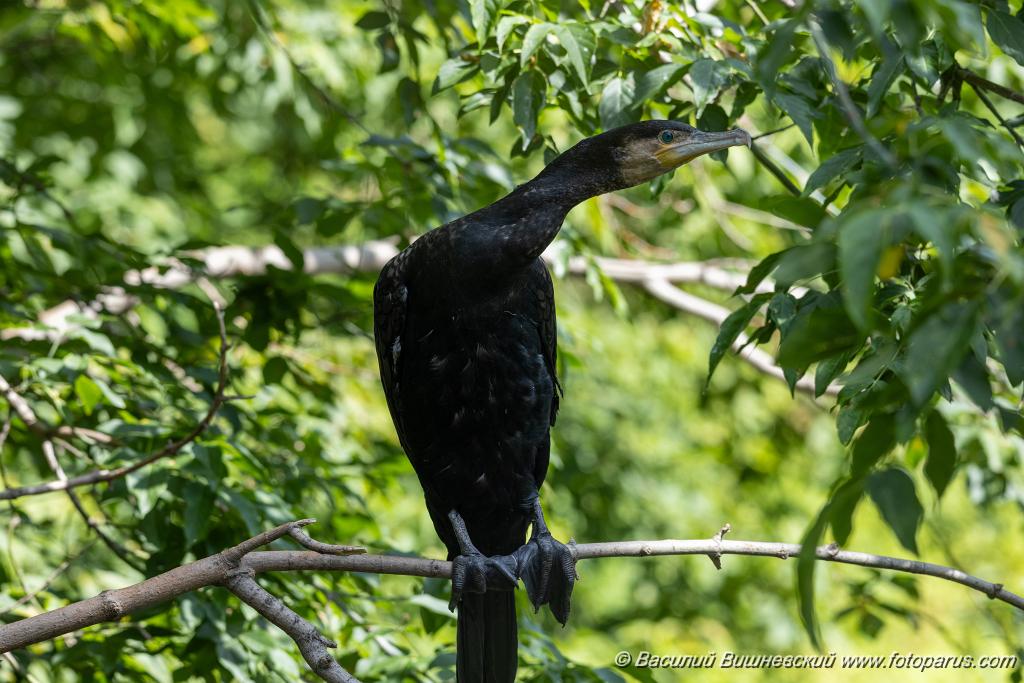 zoo_Phalacrocorax_carbo_2023_0709_1026.jpg - Баклан большой. Cormorant (Phalacrocorax carbo). Moscow Zoo. Russia
