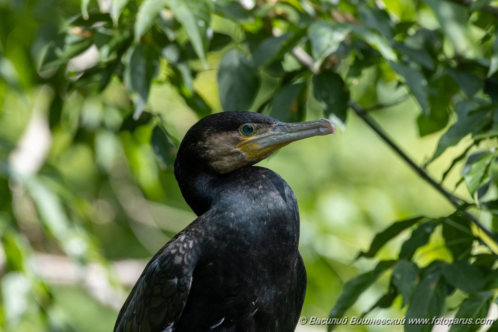 zoo_Phalacrocorax_carbo_2023_0709_1029.jpg - Баклан большой. Cormorant (Phalacrocorax carbo). Moscow Zoo. Russia