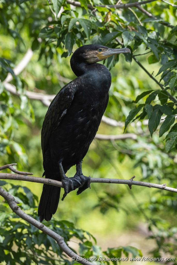 zoo_Phalacrocorax_carbo_2023_0709_1030.jpg - Баклан большой. Cormorant (Phalacrocorax carbo). Moscow Zoo. Russia