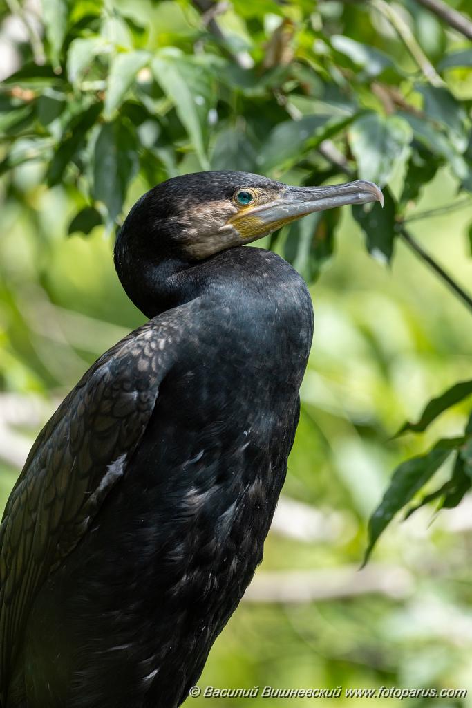 zoo_Phalacrocorax_carbo_2023_0709_1031.jpg - Баклан большой. Cormorant (Phalacrocorax carbo). Moscow Zoo. Russia