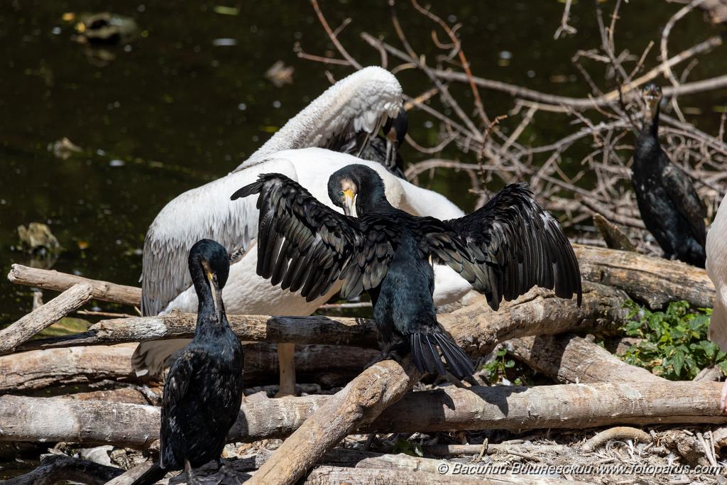 zoo_Phalacrocorax_carbo_2023_0709_1032-2.jpg - Баклан большой. Cormorant (Phalacrocorax carbo). Moscow Zoo. Russia