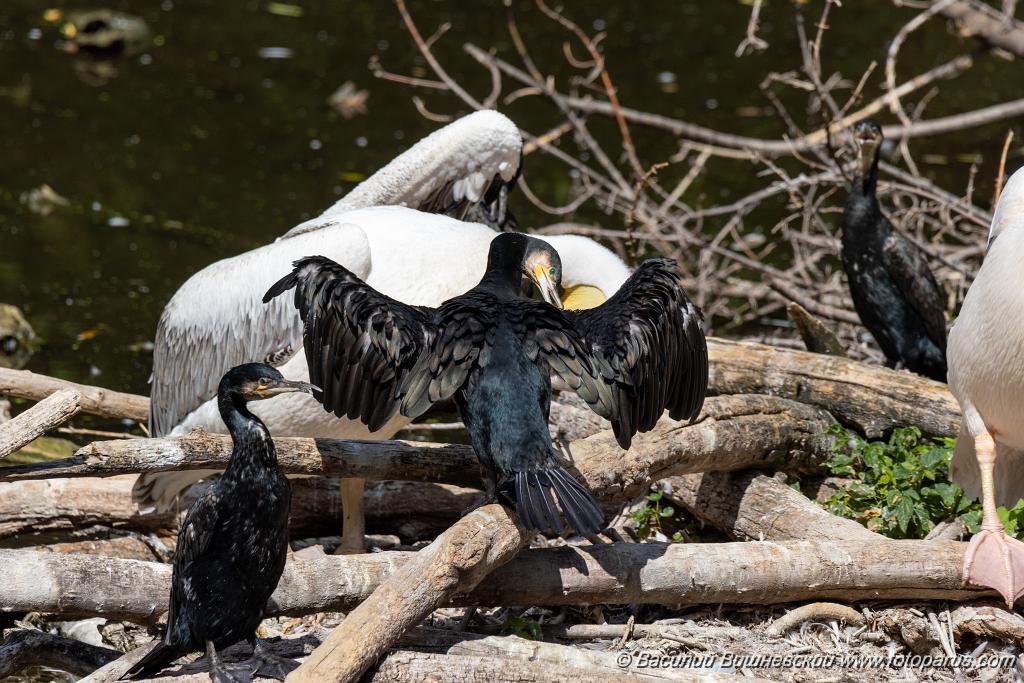 zoo_Phalacrocorax_carbo_2023_0709_1032.jpg - Баклан большой. Cormorant (Phalacrocorax carbo). Moscow Zoo. Russia