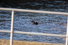 Phalacrocorax_carbo_2015_0415_1854-2