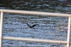 Phalacrocorax_carbo_2015_0415_1854