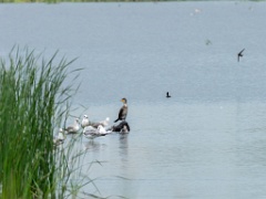 Phalacrocorax_carbo_2020_0726_1236-2