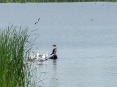 Phalacrocorax_carbo_2020_0726_1236