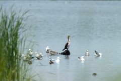 Phalacrocorax_carbo_2020_0726_1248