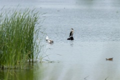 Phalacrocorax_carbo_2020_0726_1257