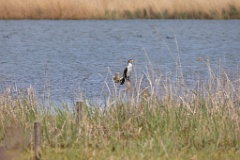 Phalacrocorax_carbo_2024_0421_1105
