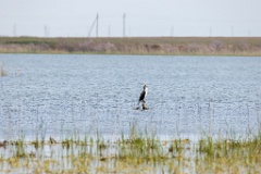 Phalacrocorax_carbo_2024_0421_1118