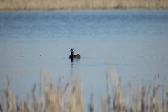 Phalacrocorax_carbo_2025_0422_1657-4