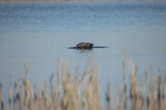 Phalacrocorax_carbo_2025_0422_1657-5
