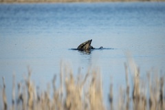 Phalacrocorax_carbo_2025_0422_1657-6