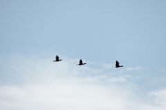 birds_flying_Phalacrocorax_carbo_2024_0610_1820-2
