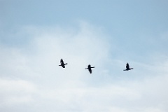 birds_flying_Phalacrocorax_carbo_2024_0610_1820