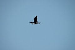 birds_flying_Phalacrocorax_carbo_2025_0418_1817-2
