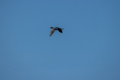 birds_flying_Phalacrocorax_carbo_2025_0420_0827-2