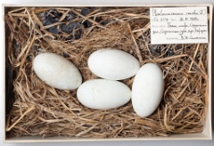 eggs_museum_Phalacrocorax_carbo201009151723