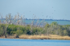 nest_Phalacrocorax_carbo_2025_0419_0741-3