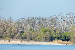 nest_Phalacrocorax_carbo_2025_0419_0741-4
