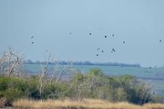 nest_Phalacrocorax_carbo_2025_0419_0741