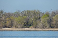 nest_Phalacrocorax_carbo_2025_0419_0755-2