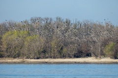 nest_Phalacrocorax_carbo_2025_0419_0755