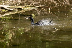 zoo_Phalacrocorax_carbo_2023_0709_1019