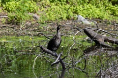zoo_Phalacrocorax_carbo_2023_0709_1020-3