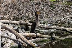 zoo_Phalacrocorax_carbo_2023_0709_1020