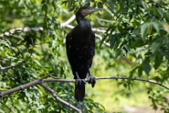 zoo_Phalacrocorax_carbo_2023_0709_1024
