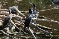 zoo_Phalacrocorax_carbo_2023_0709_1025