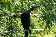 zoo_Phalacrocorax_carbo_2023_0709_1026