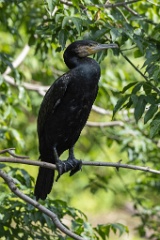 zoo_Phalacrocorax_carbo_2023_0709_1030