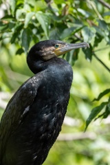 zoo_Phalacrocorax_carbo_2023_0709_1031