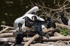 zoo_Phalacrocorax_carbo_2023_0709_1032-2