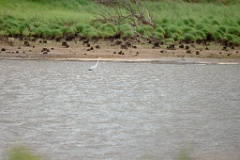 Ardea_cinerea_2024_0528_0749