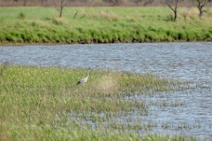 Ardea_cinerea_2024_0601_1704