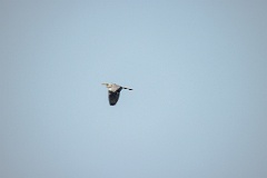 Ardea_cinerea_2024_0605_1745-2