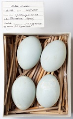eggs_museum_Ardea_cinerea201009161435