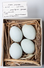 eggs_museum_Ardea_purpurea201009161433