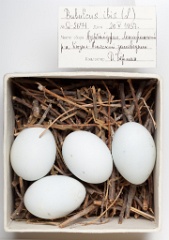 eggs_museum_Bubulcus_ibis201009151743