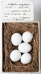 eggs_museum_Ixobrychus_eurhytmus201009161503